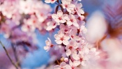 Beautiful Cherry Blossom