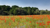 Red Poppy Field