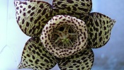 Stapelia