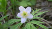 White Flower