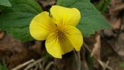 Small Yellow Flower