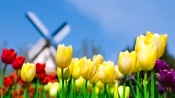 Red and Yellow Tulips