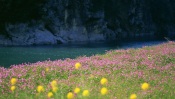 A Field of Flowers