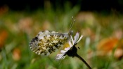 Butterfly on a Daisy
