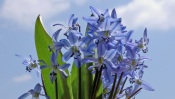 Cornflowers