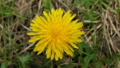 Yellow Dandelion