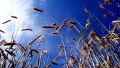 Ears of Wheat