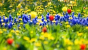 Flower Field