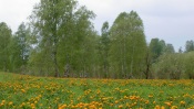 Flower Field