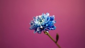 Blue Flower on Pink Background