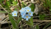 Forget-Me-Not