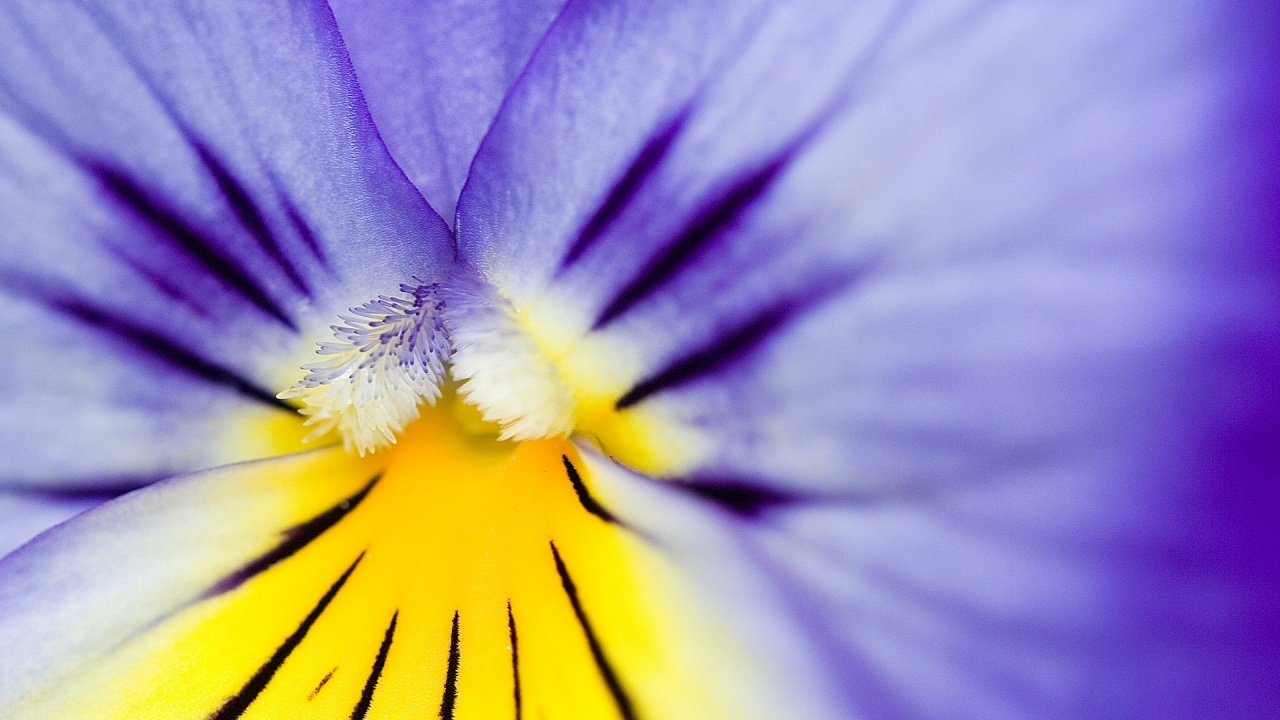 Macro Flower