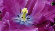 Purple Flower, macro