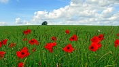 Green Field With Red Poppies