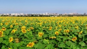 Sunflower Field