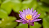 Water Lily