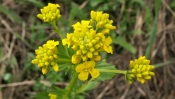 Wild Yellow Flower