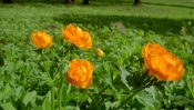 Orange Buds