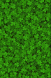 Shamrock Clover