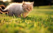 Fluffy Kitten in the Grass