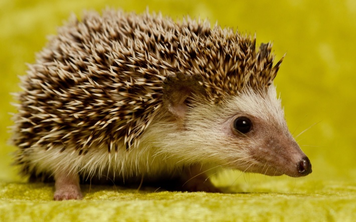 Hedgehog