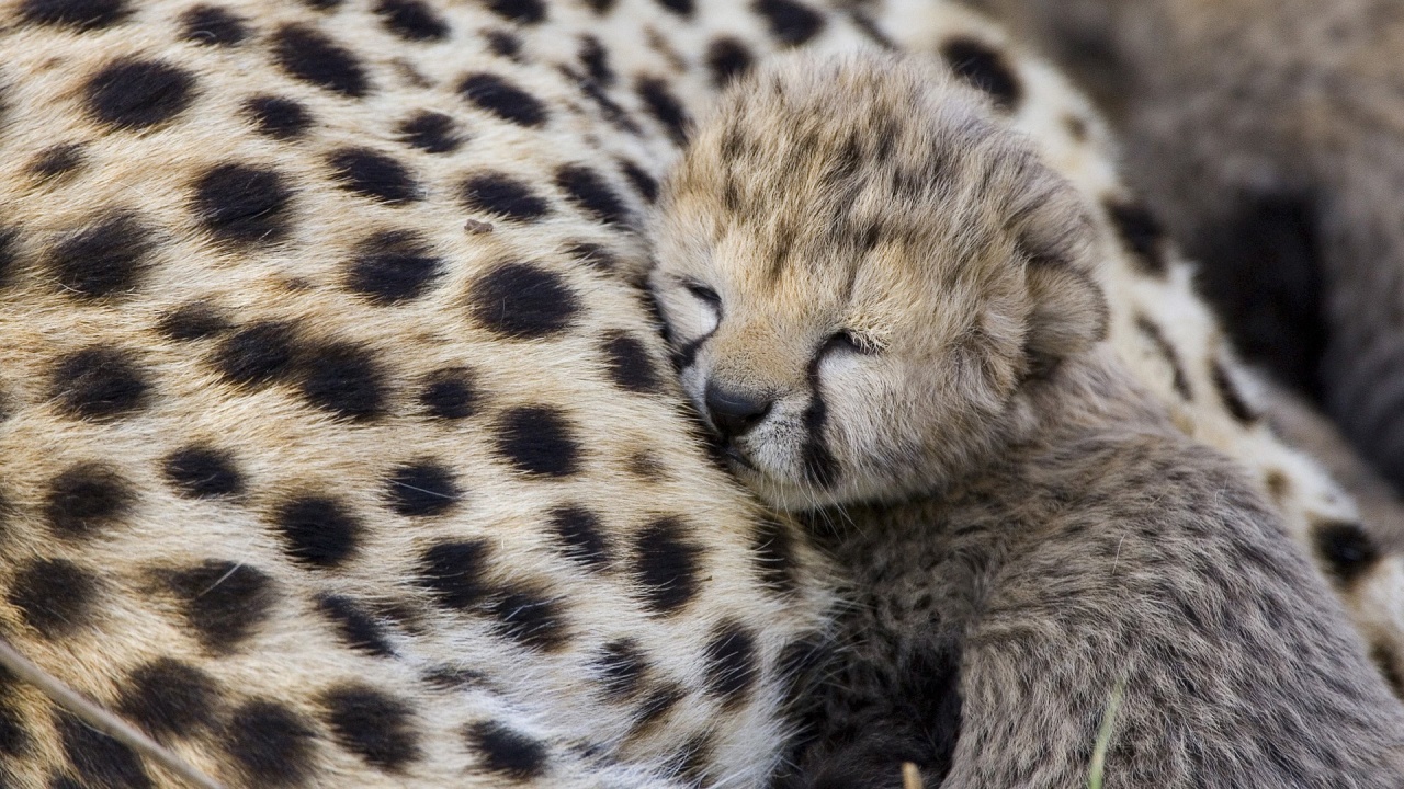 Leopard Cub