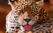 Leopard Washed