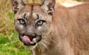 Puma Licked