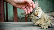 Affectionate Cat