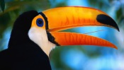 Toucan