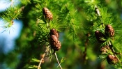 Cones on the Spruce