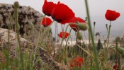 Poppies