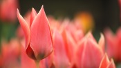 Beautiful Red Tulips