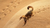 Scorpion in the Desert