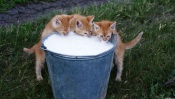 Three Kitten Drink Milk out of a Bucket