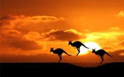 Three Kangaroo at Sunset