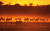 Wild Animals at Sunset