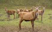 A Herd of Deer