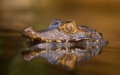 Baby Crocodile