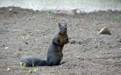 Black Squirrel