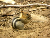 Chipmunk