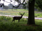 Deer near the Road