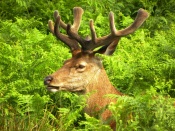 Deer in the Shelter