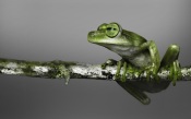 Frog on a Branch