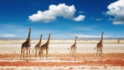 Giraffes Big Family