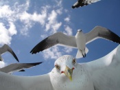 Gulls