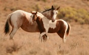 Horse and Foal