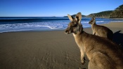 Kangaroos on the Beach