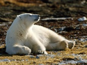 Polar Bear