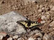 Swallowtail